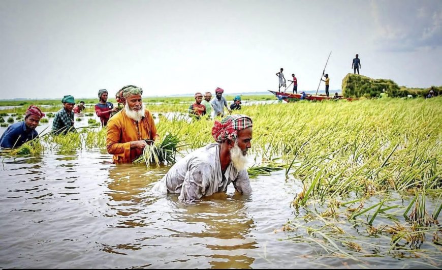 অতি বৃষ্টিতে  হাওরের বোরো ফসলের  ক্ষতি ৭ হাজার হেক্টর জমি পানিতে তলিয়ে গেছে