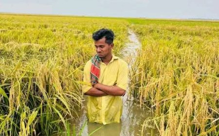 অতিবৃষ্টিতে কিশোরগঞ্জ হাওরে বোরো ফসল বিপর্যয়, পানিতে তলিয়ে ৯ হাজার হেক্টর জমি