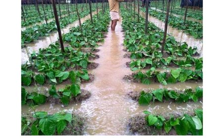 কালকিনিতে পানের বরজ দখলের চেষ্টাসহ ফসল নষ্ট করার অভিযোগ