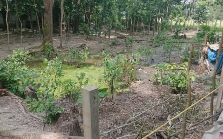 মীরসরাইয়ে মুরসি সম্পত্তি জোরপূর্বক দখলের অভিযোগ, আদালতে মামলা
