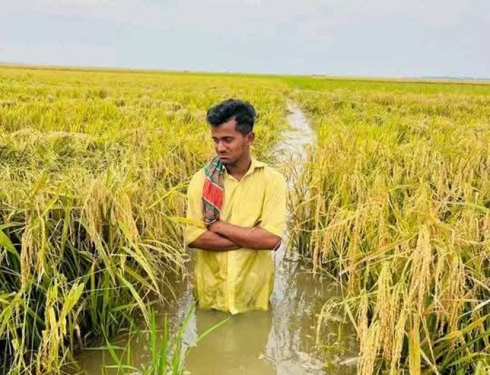অতিবৃষ্টিতে কিশোরগঞ্জ হাওরে বোরো ফসল বিপর্যয়, পানিতে তলিয়ে ৯ হাজার হেক্টর জমি