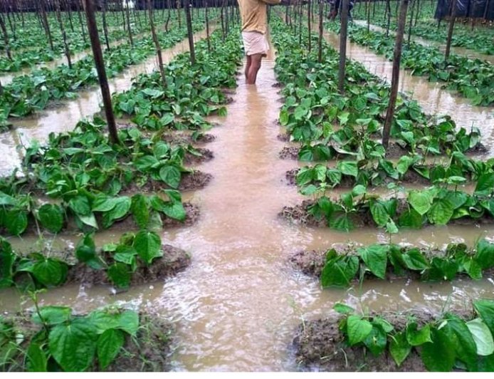 কালকিনিতে পানের বরজ দখলের চেষ্টাসহ ফসল নষ্ট করার অভিযোগ
