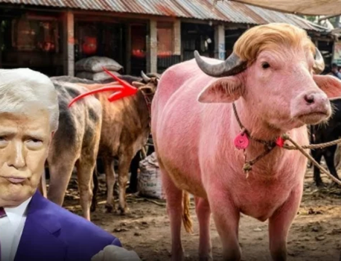 বাংলাদেশের ‘ট্রাম্প মহিষ’ নিয়ে মজার প্রতিক্রিয়া জানাল ইরান