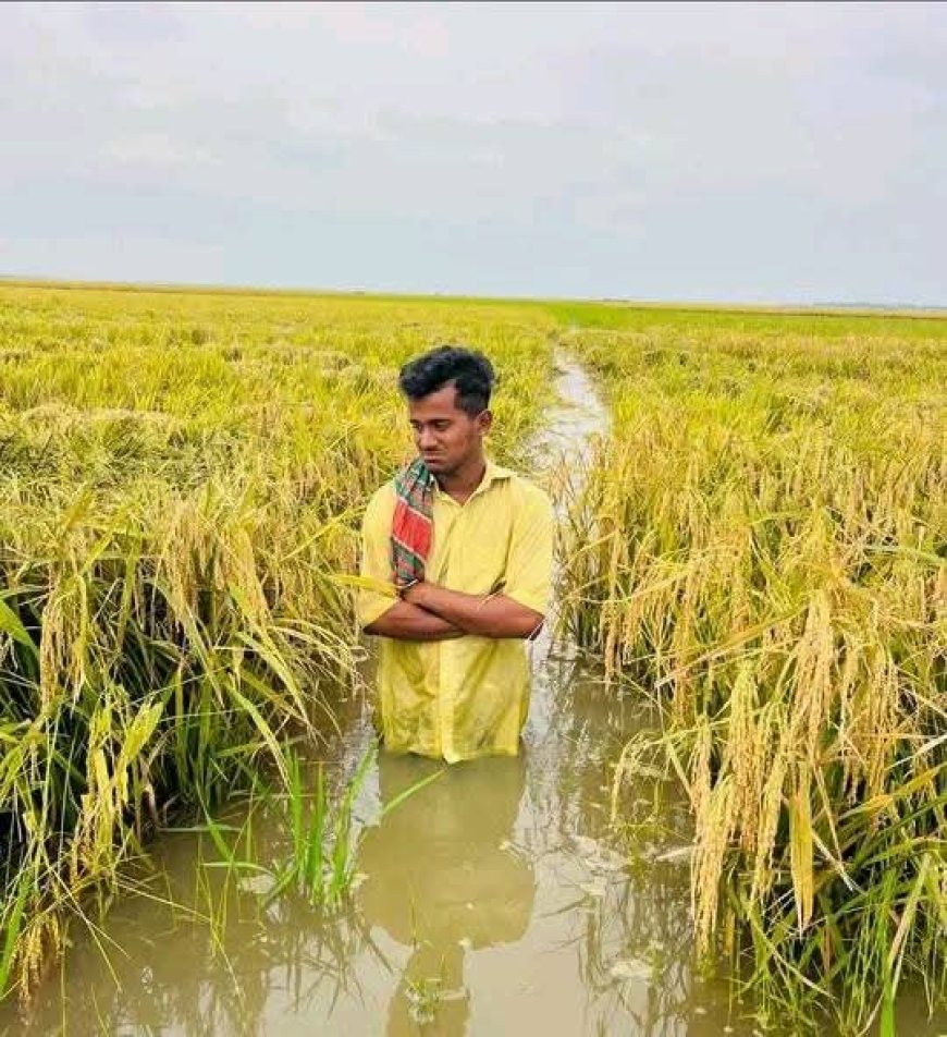 অতিবৃষ্টিতে কিশোরগঞ্জ হাওরে বোরো ফসল বিপর্যয়, পানিতে তলিয়ে ৯ হাজার হেক্টর জমি