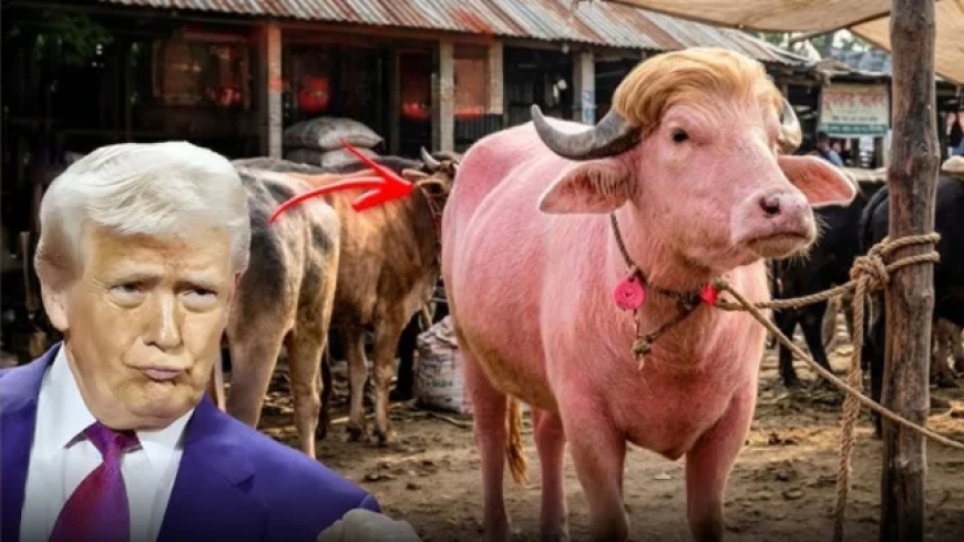 বাংলাদেশের ‘ট্রাম্প মহিষ’ নিয়ে মজার প্রতিক্রিয়া জানাল ইরান