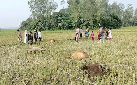 টাঙ্গাইলে বিদ্যুৎস্পৃষ্টে ৫ গরুর মৃত্যু