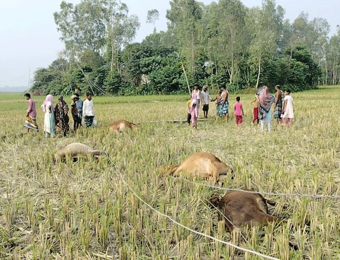 টাঙ্গাইলে বিদ্যুৎস্পৃষ্টে ৫ গরুর মৃত্যু