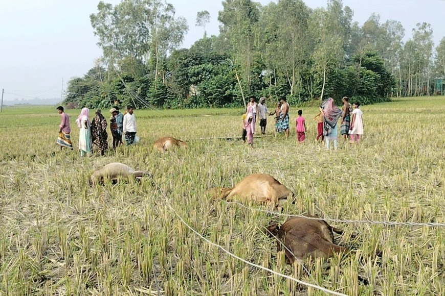 টাঙ্গাইলে বিদ্যুৎস্পৃষ্টে ৫ গরুর মৃত্যু