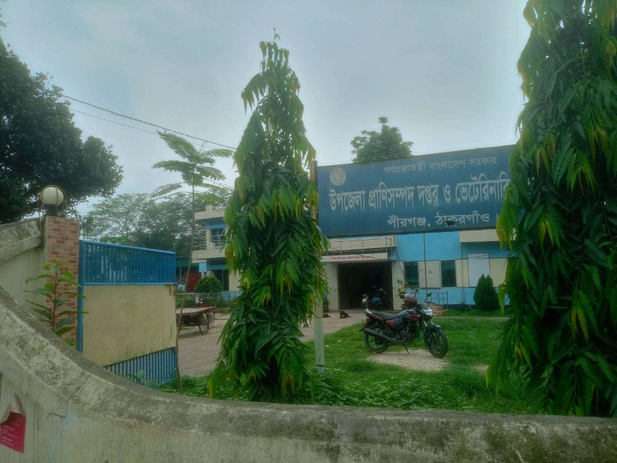 পীরগঞ্জে প্রাণিসম্পদ কর্মকর্তার বিরুদ্ধে দায়িত্বের  অবহেলার ও গাফিলাতির অভিযোগ, ক্ষতির দাবি ভুক্তভোগীর 