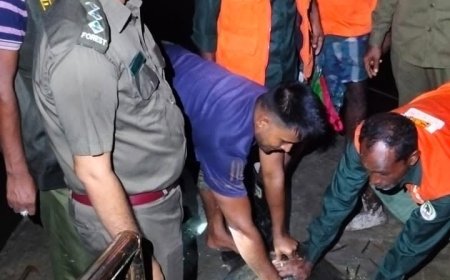 কয়রায় লোকালয় থেকে ৩০ কেজি ওজনের সামুদ্রিক কচ্ছপ উদ্ধার, বনে অবমুক্ত 