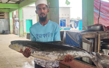 কুয়াকাটা সংলগ্ন বঙ্গোপসাগরে ২০ কেজির ‘সামুদ্রিক শোল’, ১৪ হাজারে বিক্রি