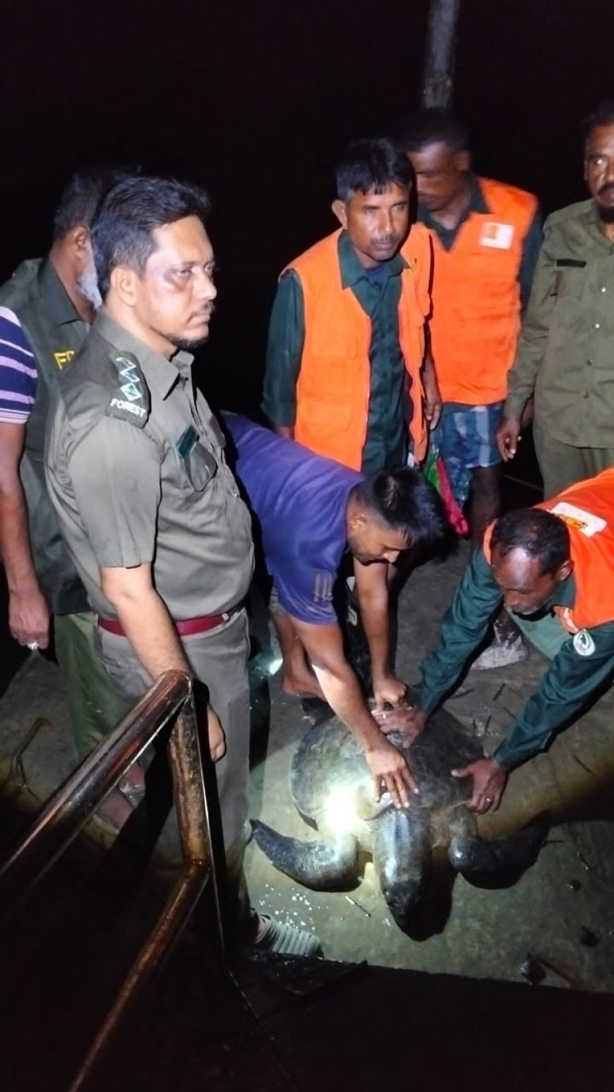 কয়রায় লোকালয় থেকে ৩০ কেজি ওজনের সামুদ্রিক কচ্ছপ উদ্ধার, বনে অবমুক্ত 