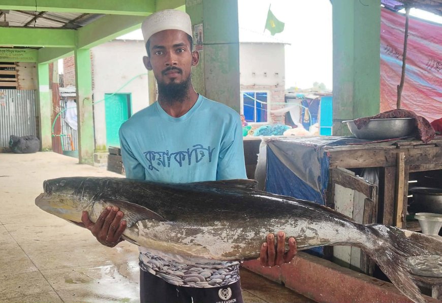 কুয়াকাটা সংলগ্ন বঙ্গোপসাগরে ২০ কেজির ‘সামুদ্রিক শোল’, ১৪ হাজারে বিক্রি